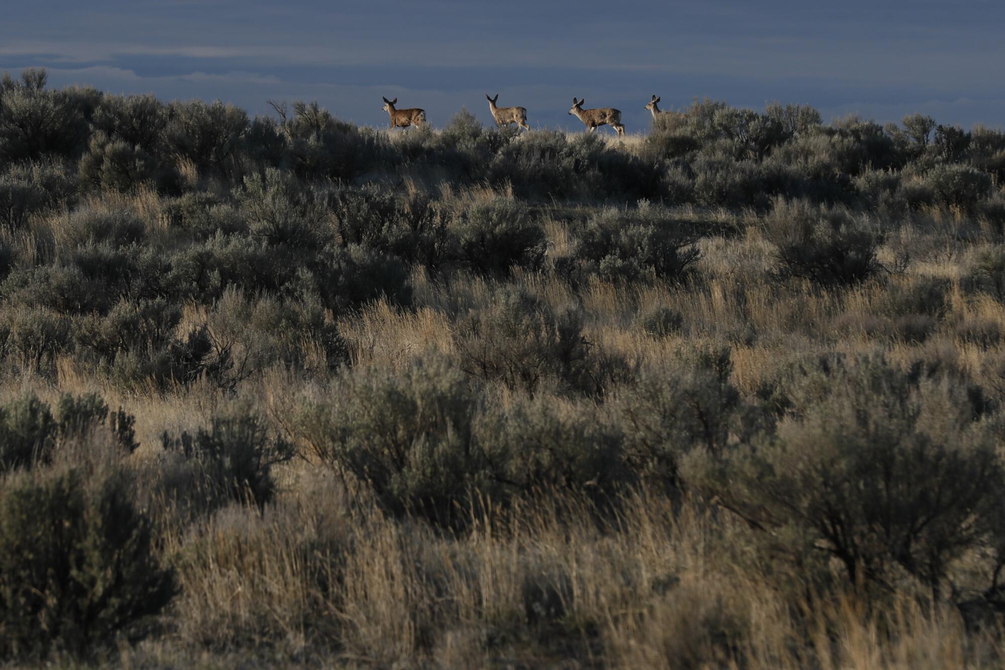 Deer roam across the site of the proposed Lava Ridge wind farm.