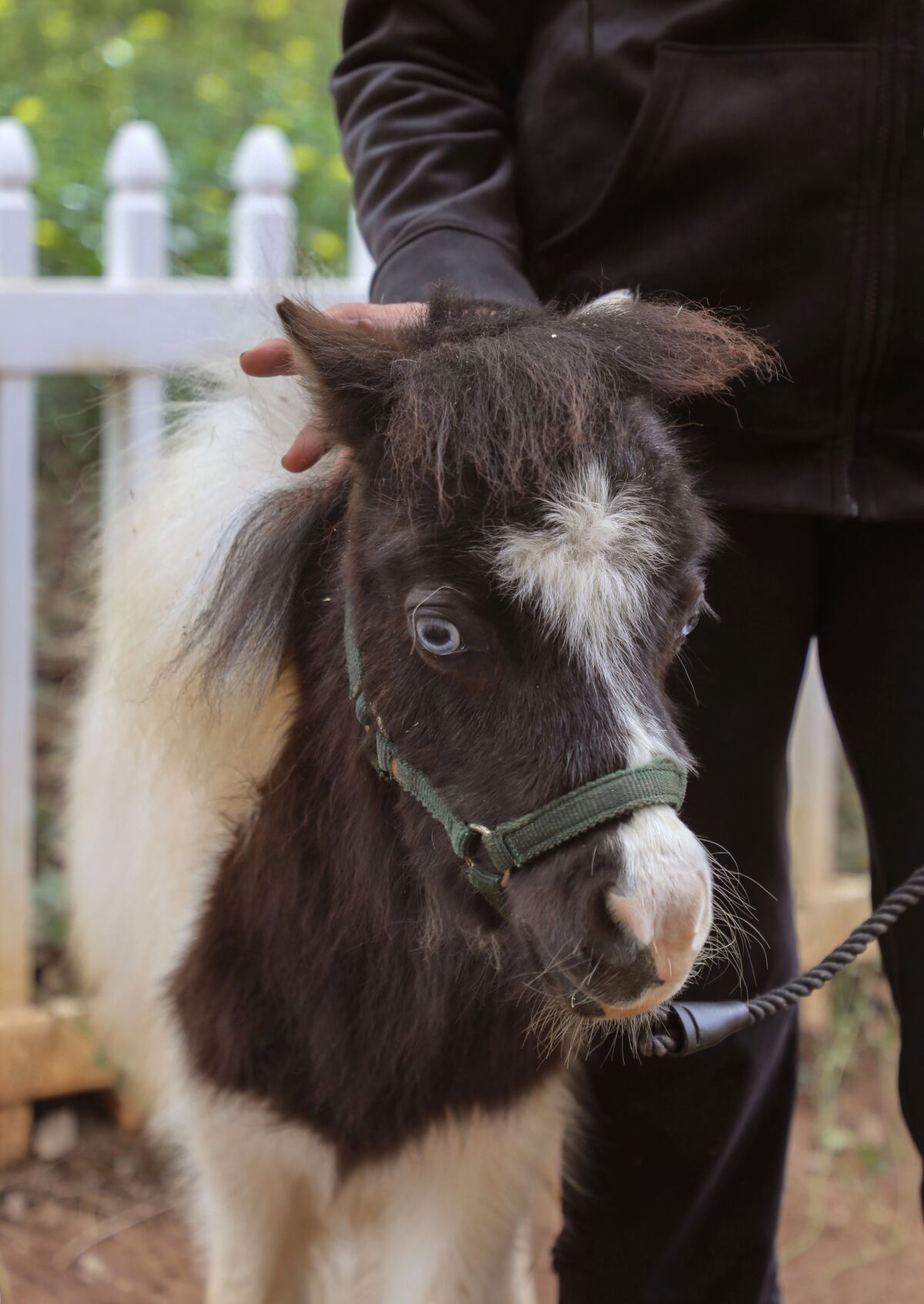Chocolate Sundae a miniature horses in training as a therapy animal for seniors at Faithful Friends  in Bonsall.