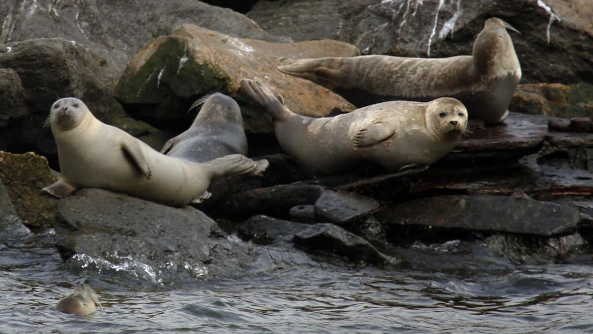 Harbor seals on rocks on an island off Staten Island in New York.