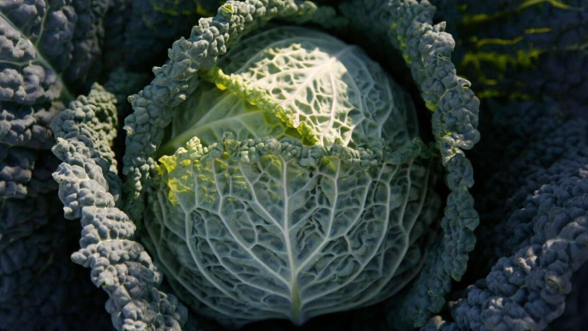 Cabbage. (Katie Falkenberg / Los Angeles Times)