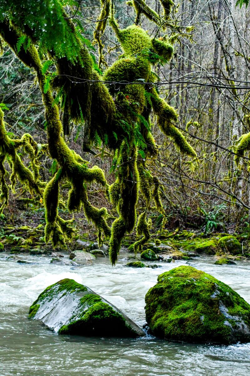 Moss-covered rocks and trees next to a river.