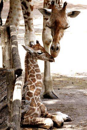 Monday: The Day In Photos, giraffe baby