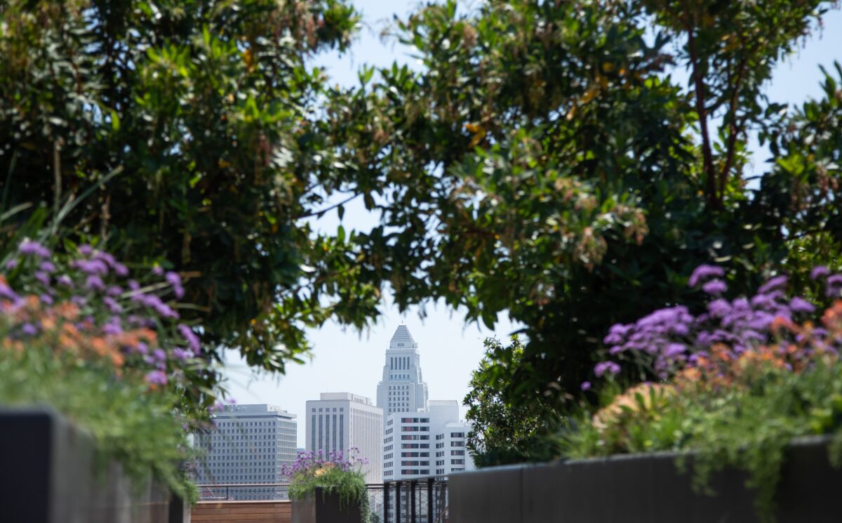Shrubs and trees planted on a rooftop frame a view of City Hall in downtown Los Angeles