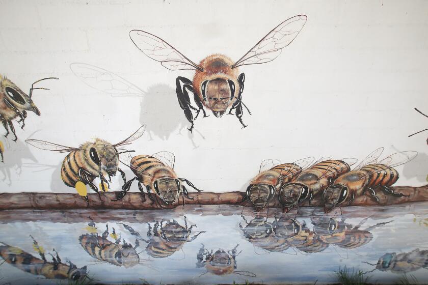 The bee mural, "The Good of the Hive," by artist Matt Tilley, in front of the Laguna Beach County Water District in downtown Laguna Beach. Tilley's goal is to paint 50,000 bees, or the amount of bees needed to maintain a hive.