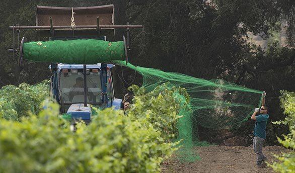 Workers place protective netting in a vineyard along Foxen Canyon Wine Trail in the Santa Ynez Valley.