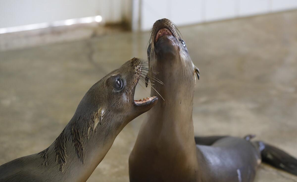 Two sea lions play in a recovery pen