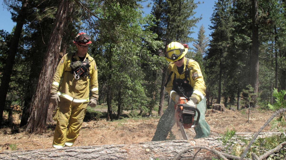 CalFire crew members remove dead trees near Cressman in the Sierra Nevada.