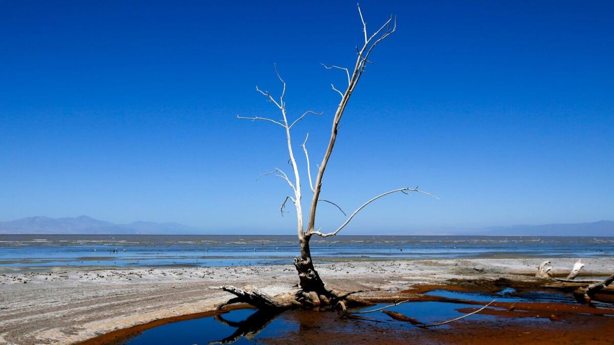 Dead trees, debris and dead fish dot the shoreline of the Salton Sea in 2015.