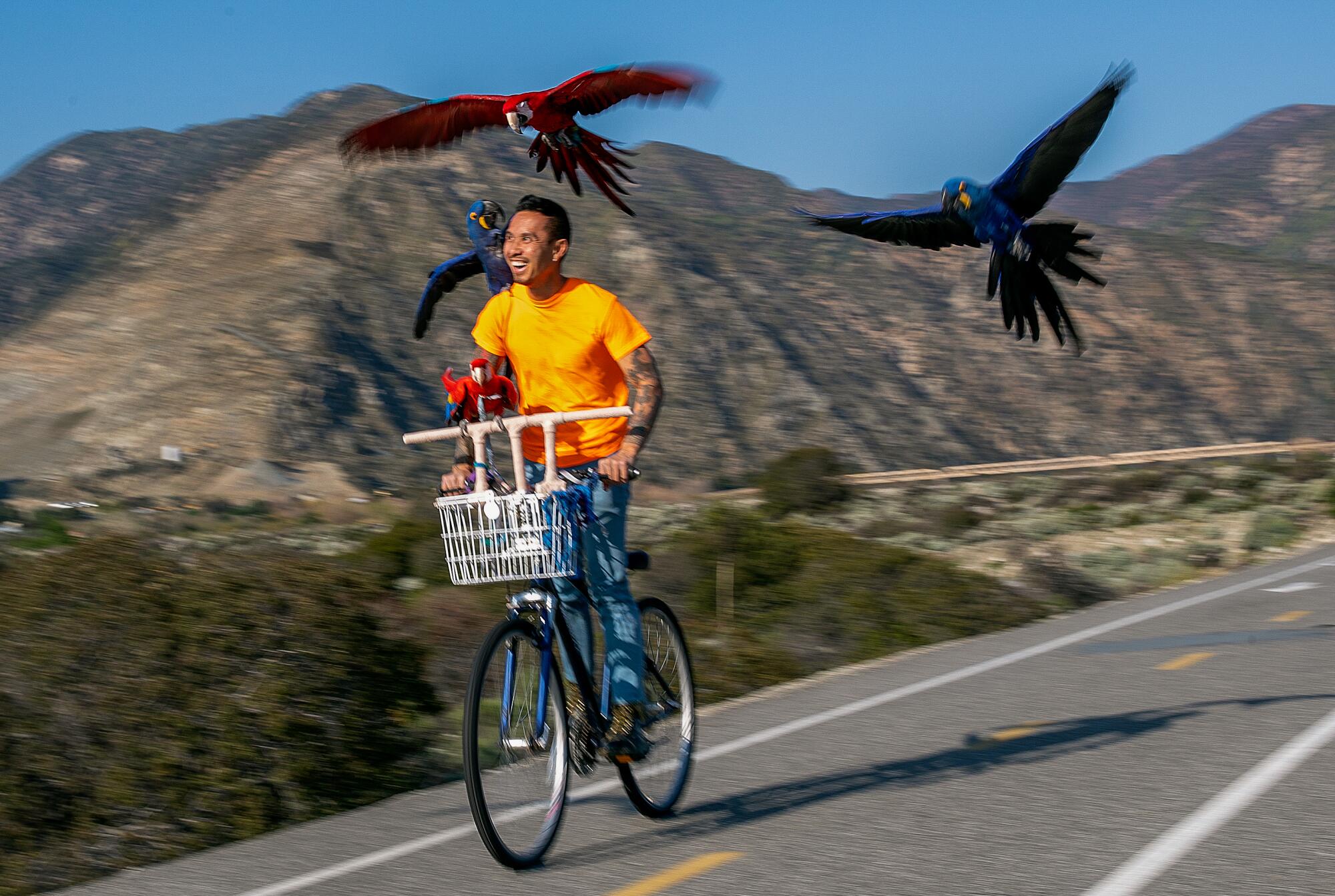 Chan Quach, also known as Chan the Birdman, bikes with his hyacinth macaws flying overhead.