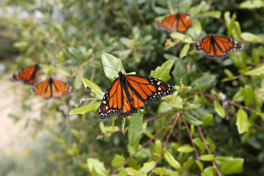 Butterflies are in decline — and that could have dire consequences for life  on Earth