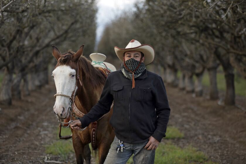 MADERA, CA - APRIL 09: "El Masqarillo" means the mask in Spanish. It's the name of Ramon Larios's horse, which has a white face. Ramon Larios works as a farmer growing pastacios in Madera County, California. He says his business hasn't been effected at all by the coronavirus and that jobs are plentiful in Madera County. His horse "El Masqarillo," was abused before he got him two years ago, but is much better now. They go for rides together in the afternoon and he wears his scarf for the cold while he rides, not to combat germs. A look at rural California during the time of coronavirus Covid 19. Madera County on Thursday, April 9, 2020 in Madera, CA. (Carolyn Cole / Los Angeles Times)