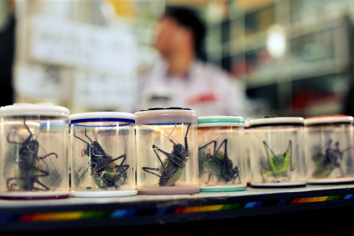 A closer look at some crickets for sale.
