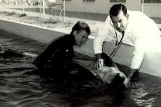 Dr. Sam Ridgway, right, listens to the chest of a dolphin