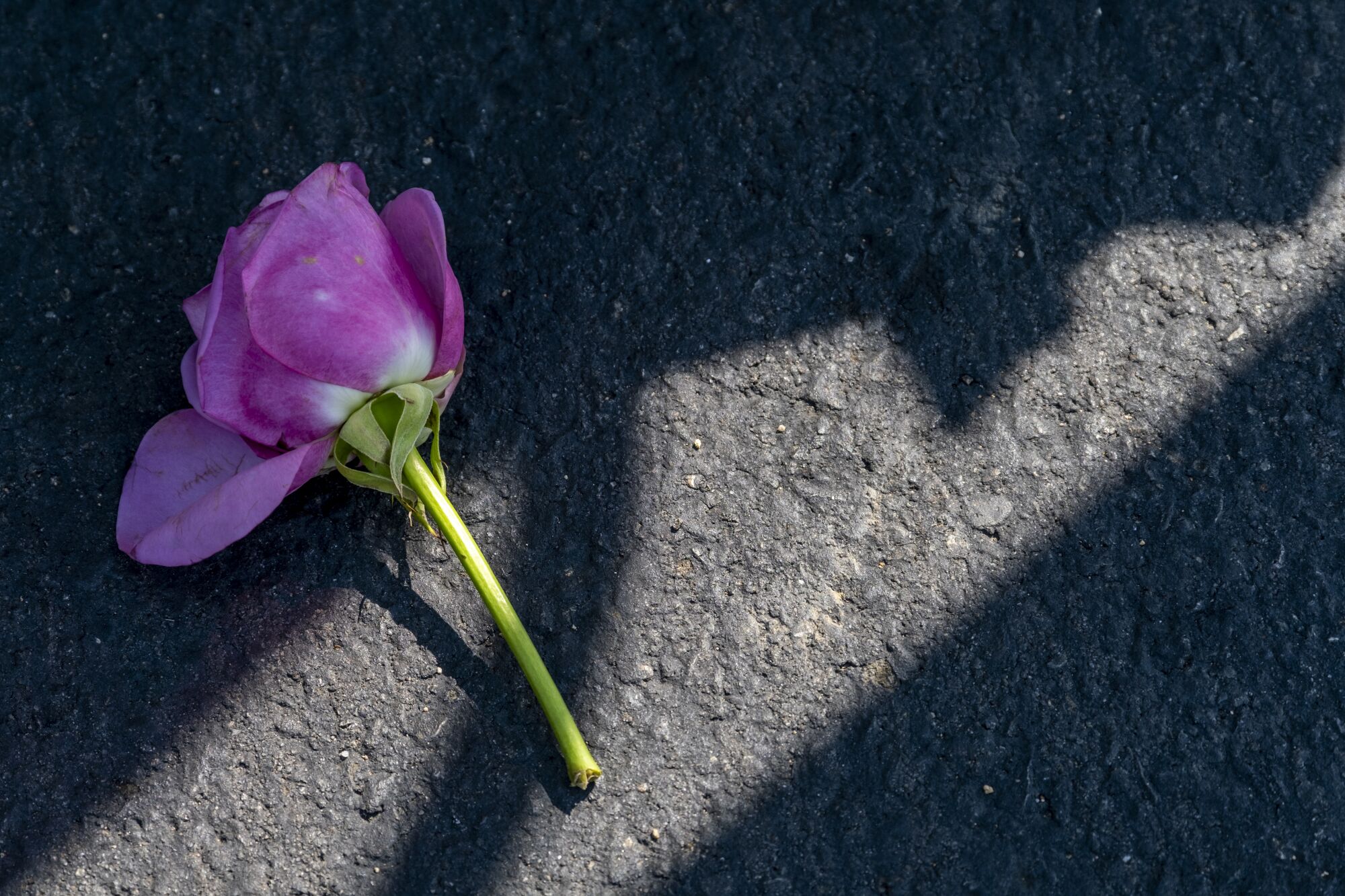 A flower lies on the asphalt at Resurrection Cemetery in Rosemead