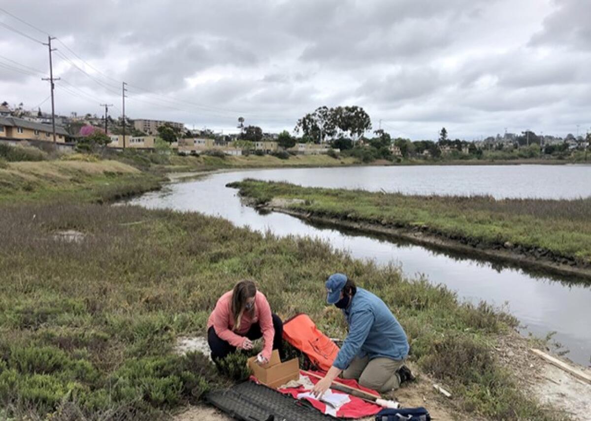 Angela Kemsley and Matthew Costa examine sediment samples collected at Famosa Slough.