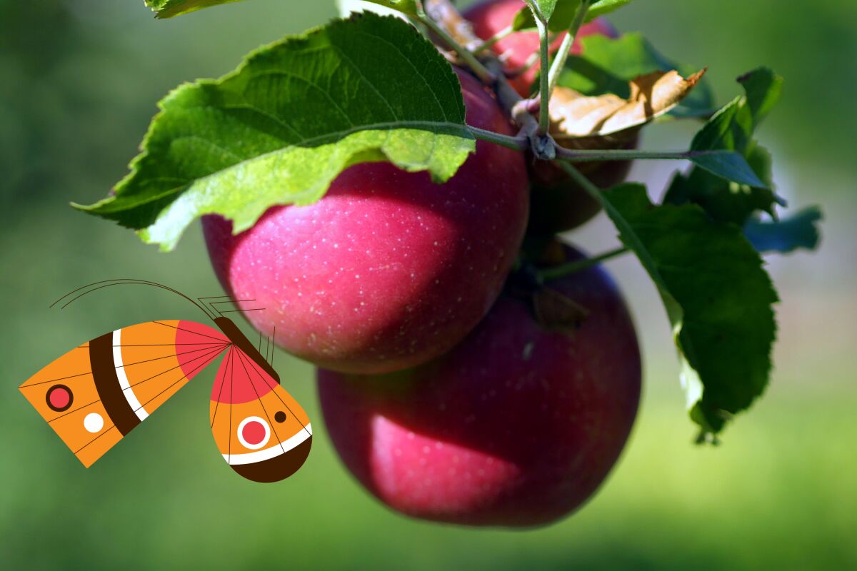 Photo of apples growing on a tree with an illustrated butterfly on one of the apples.