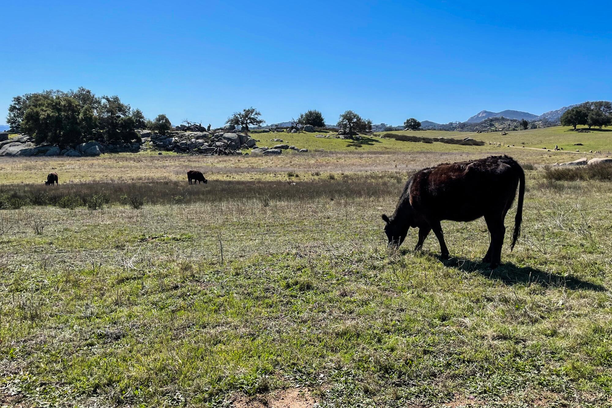 Cows grazing