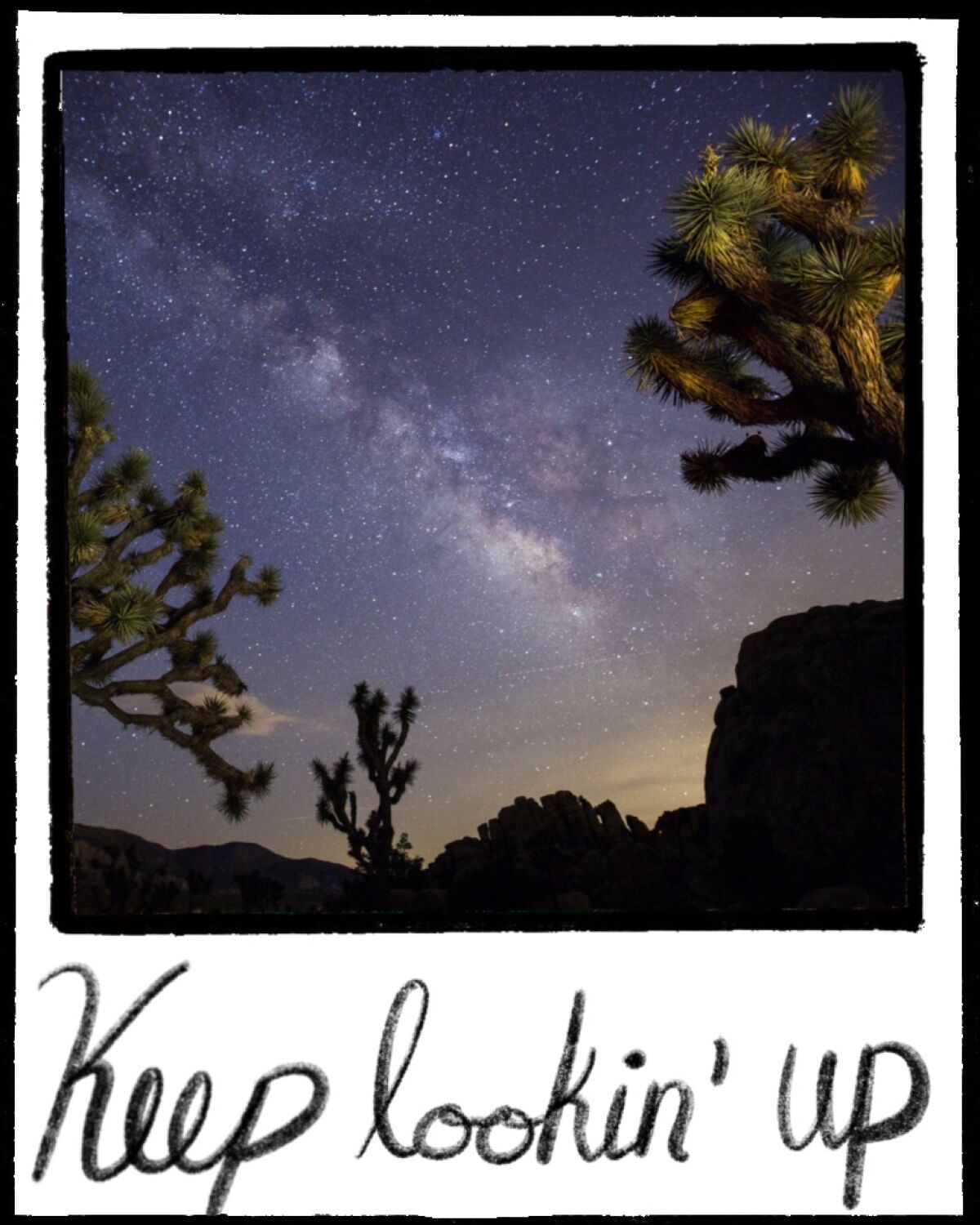 Illustrated Polaroid with a photo of a Joshua tree against the night sky.