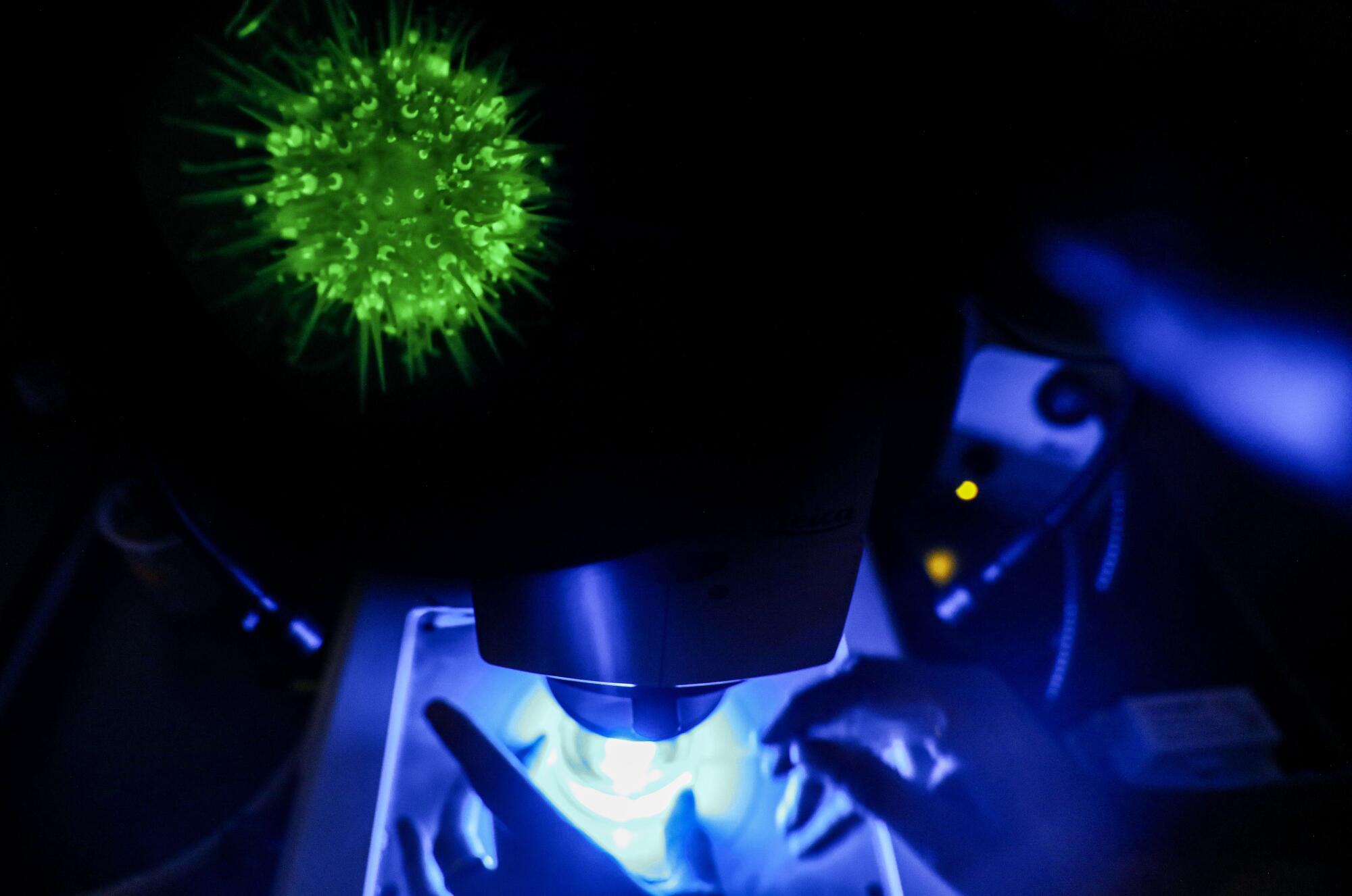 A transgenic fluorescent sea urchin glows green through a microscope