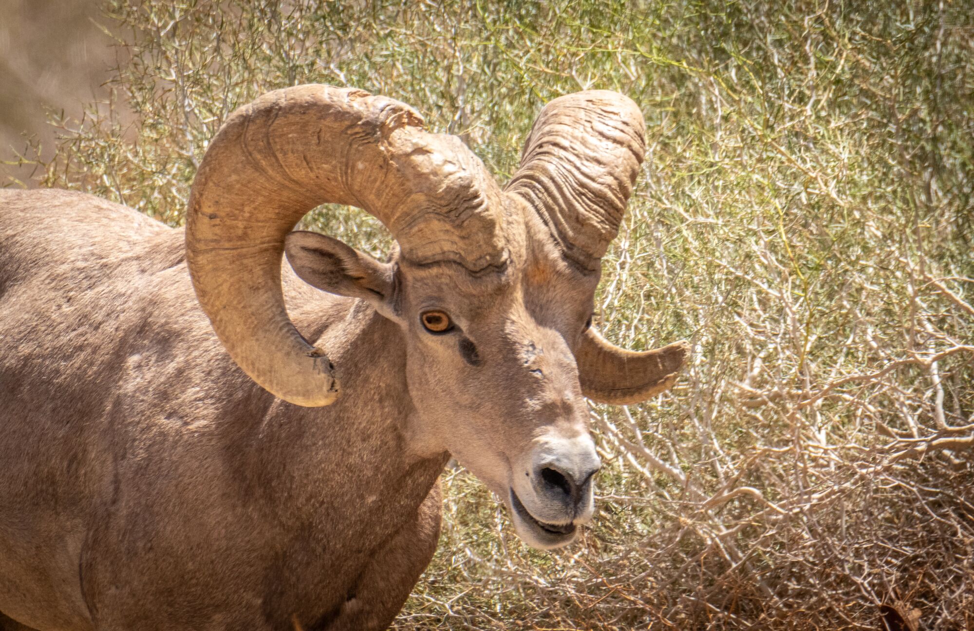 A big horn ram in Anza-Borrego Desert State Park.