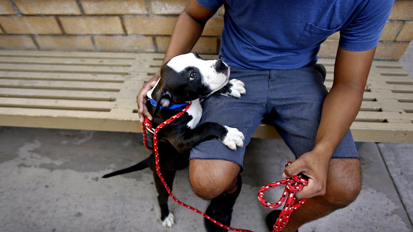 A dog's life on skid row