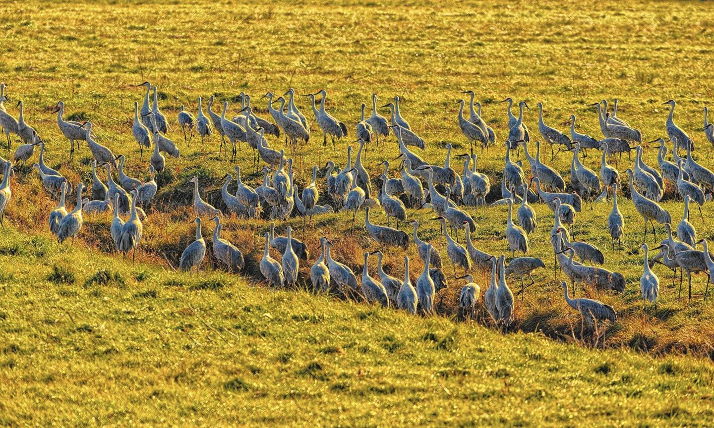 Cranes in Indiana