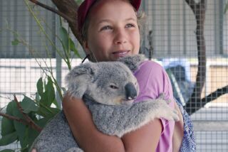 This image released by Netflix shows Izzy Bee holding a koala bear in a scene from "Izzy's Koala World," which follows an 11-year old girl as she helps her veterinarian mom take care of koalas. (Netflix via AP)