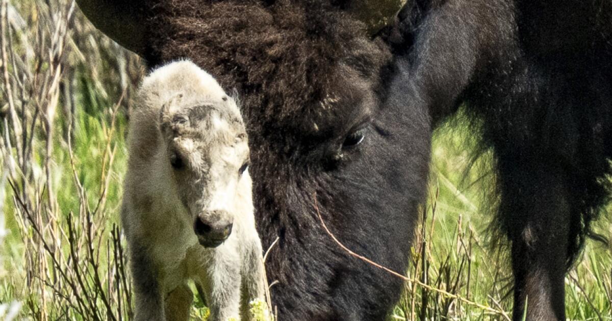 Reported Birth of Rare White Buffalo Cub in Yellowstone Park Fulfills Lakota Prophecy
