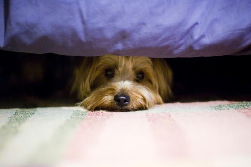 Scared Yorkshire terrier dog hiding under bed. ** OUTS - ELSENT, FPG, CM - OUTS * NM, PH, VA if sourced by CT, LA or MoD **