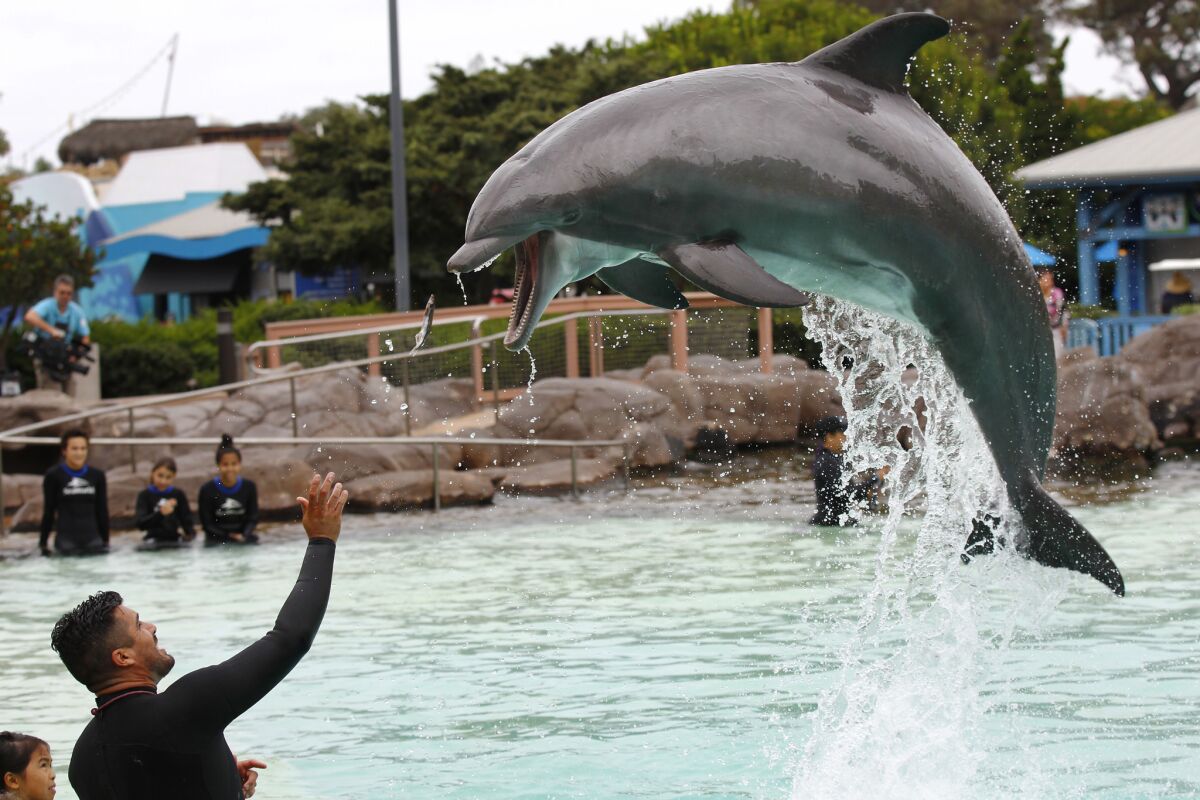 Trainer Jorge Villa feeds a dolphin as patients from Rady Children's Hospital had the chance to visit with bottle nose dolphins at SeaWorld San Diego on Monday, Sept. 18, 2017. (Photo by K.C. Alfred/The San Diego Union-Tribune)