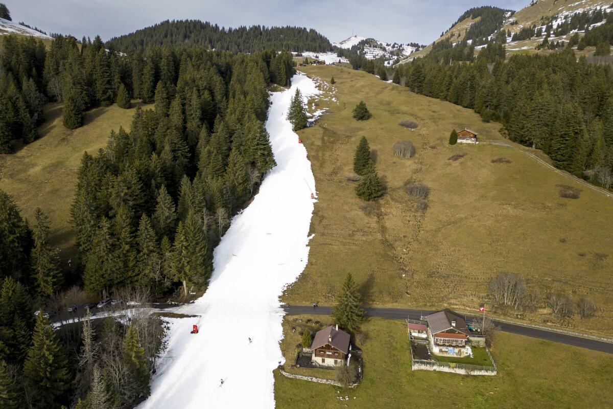 Skiers speed down a slope with artificial snow in the middle of a snowless field.