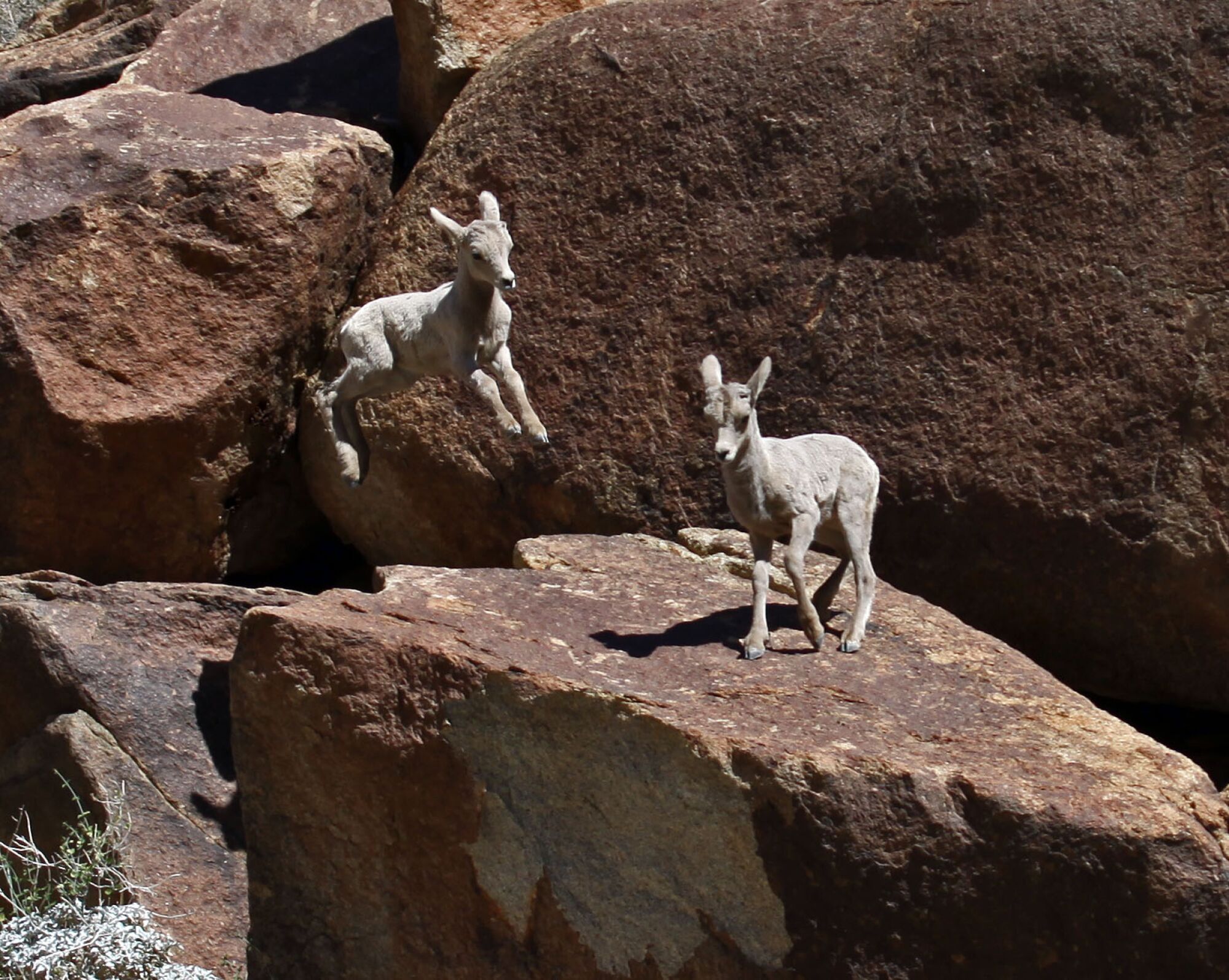 A young bighorn sheep springs onto a rock to join a second.