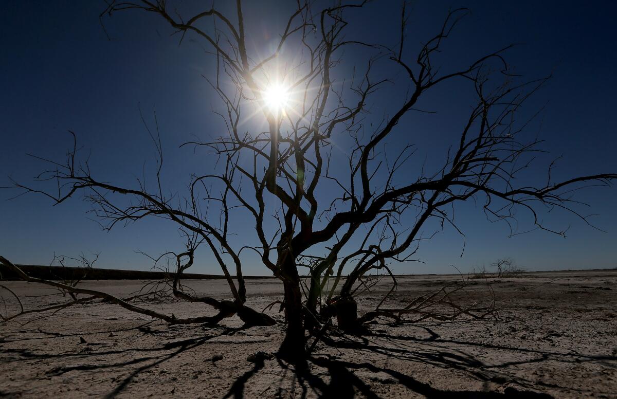  Dead brush dots a dry salt marsh on the southern end of the Colorado River Delta in Mexico on May 16. 