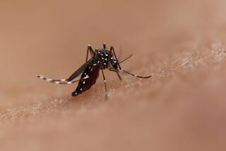 Bite by an Aedes mosquito. This species can transmit diseases such as chikungunya, dengue, and Zika. Credit: NIAID (Photo by: IMAGE POINT FR/NIH/NIAID/BSIP //Universal Images Group via Getty Images)