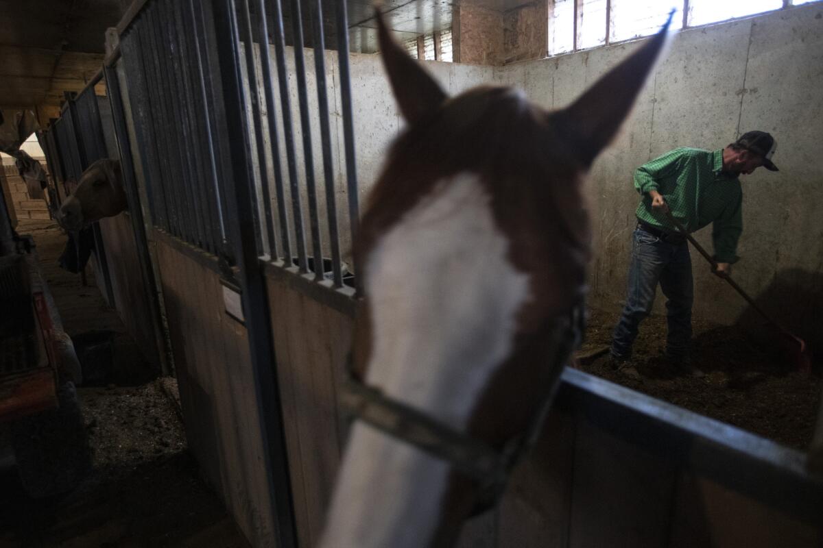 Ivie rakes up a stall at his horse ranch. (Brian van der Brug / Los Angles Times)