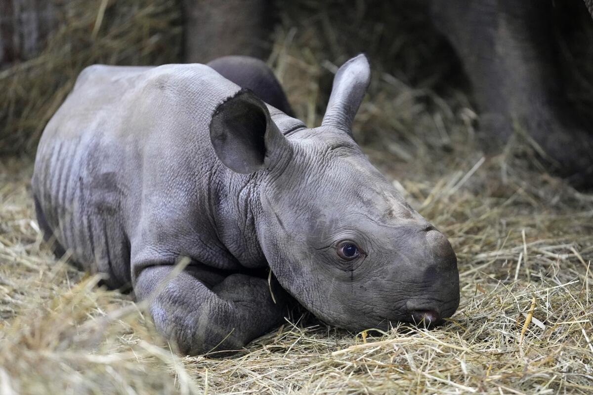 Un rinoceronte recién nacido yace en su recinto junto a su madre Eva en el zoológico de Dvur Kralove