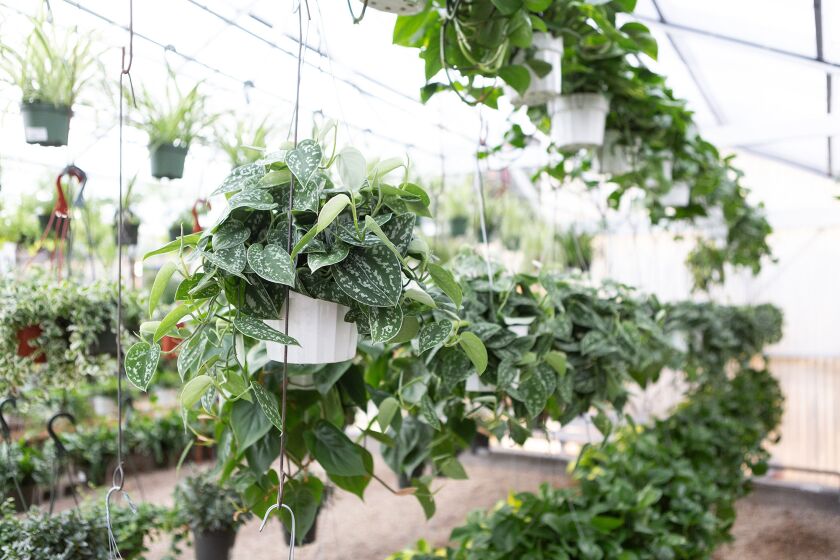Hanging plants in a greenhouse