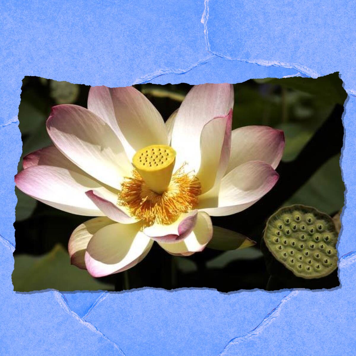 Closeup of a white and yellow flower.