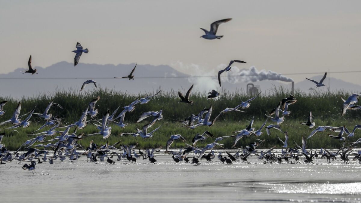 Most species of fish in the Salton Sea have died off, and immense populations of pelicans, cormorants and eared grebes have dwindled in places such as the Sonny Bono Salton Sea National Wildlife Refuge.