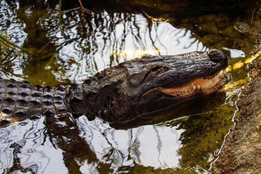 Reggie the Alligator, the American alligator illegally released into an LA park in 2005 and captured in 2007 lives in LA Zoo