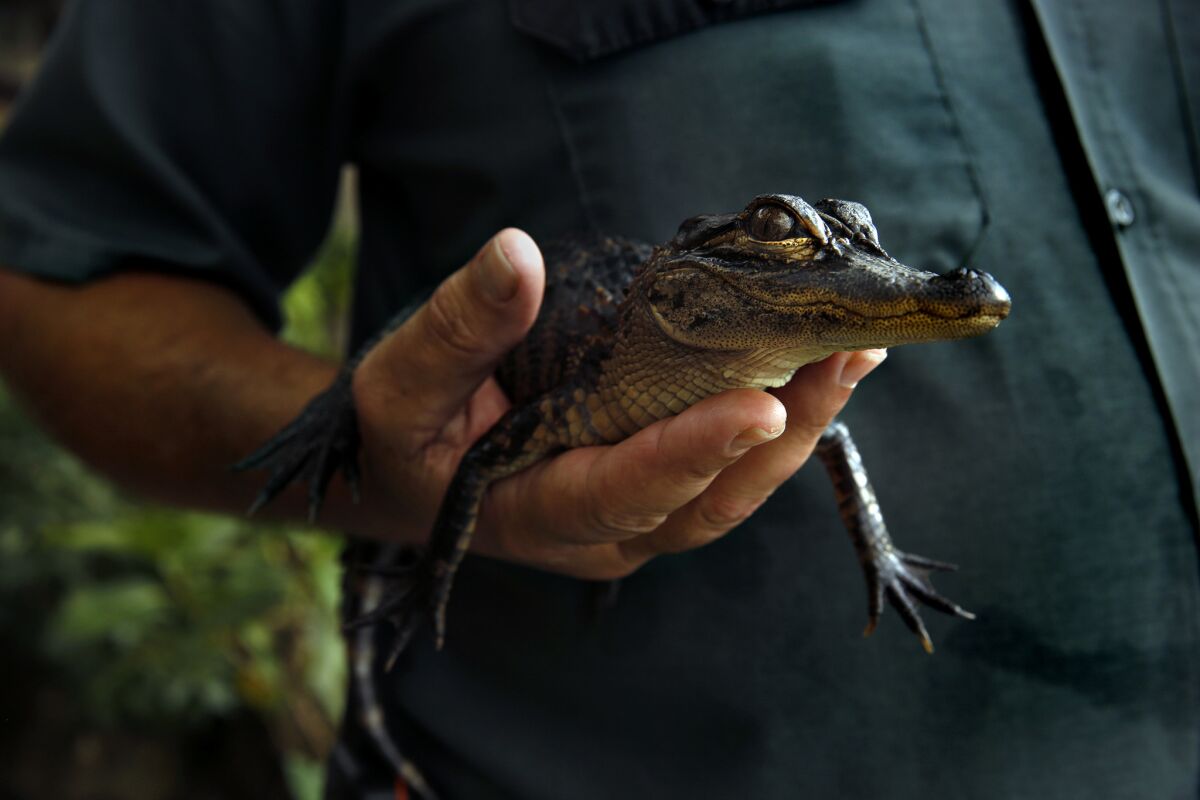 Visitors can hold a baby American crocodile at Coopertown air boat rides headquarters.