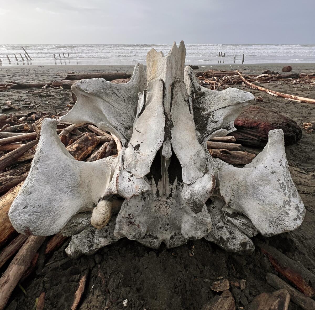 Closeup of large, intricate chunk of bone. In the background is a driftwood-covered beach and surf.