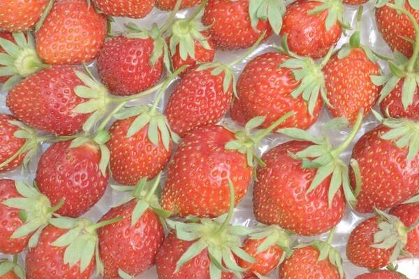 Mara des Bois strawberries