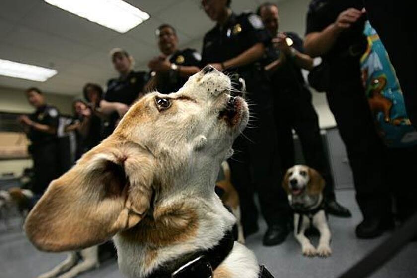 Shiloh, who has worked for U.S. Customs and Border Protection for eight years and is responsible for about 20,000 interceptions, is applauded by K-9 enforcement officers during his retirement party in the Customs area at the Tom Bradley International Terminal at LAX.