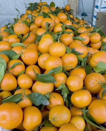 W. Murcott Afourer mandarins