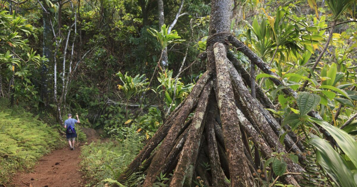 Plantar árvores por assinatura, o novo negócio do ex-CEO do Reddit Plantar árvores por assinatura, o novo negócio do ex-CEO do Reddit