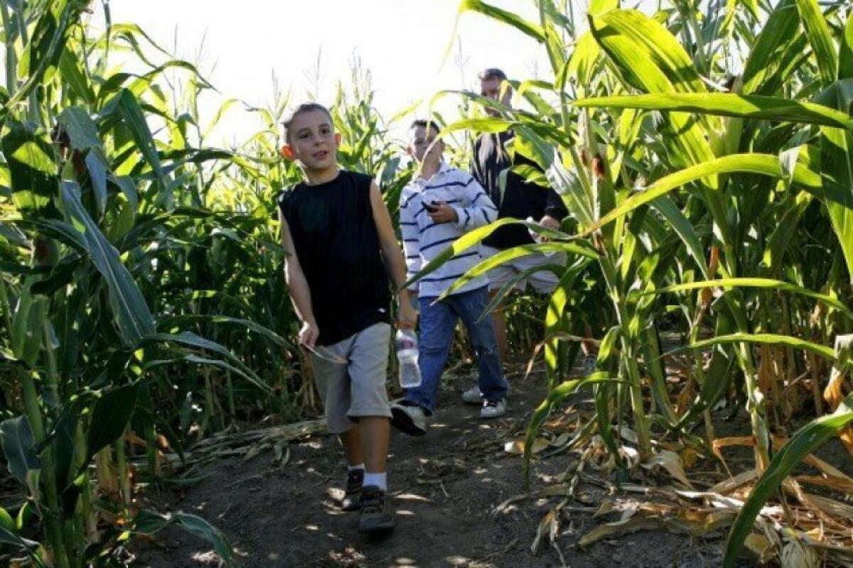 Children walk through a corn maze at one of the many pumpkin patches around San Diego County.