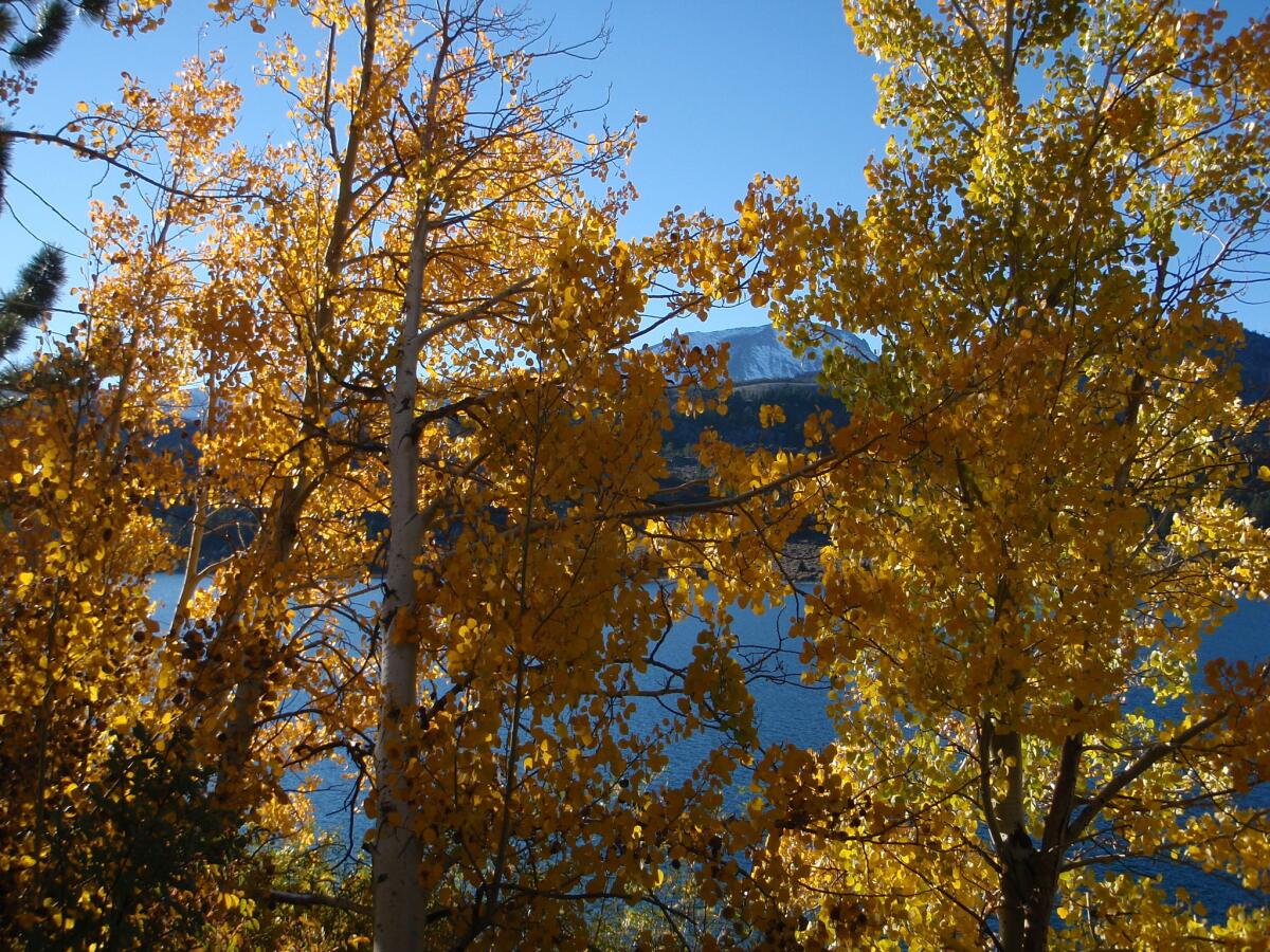 Aspen against June Lake, visible from the June Lake Loop, which is worth the trip all by itself.