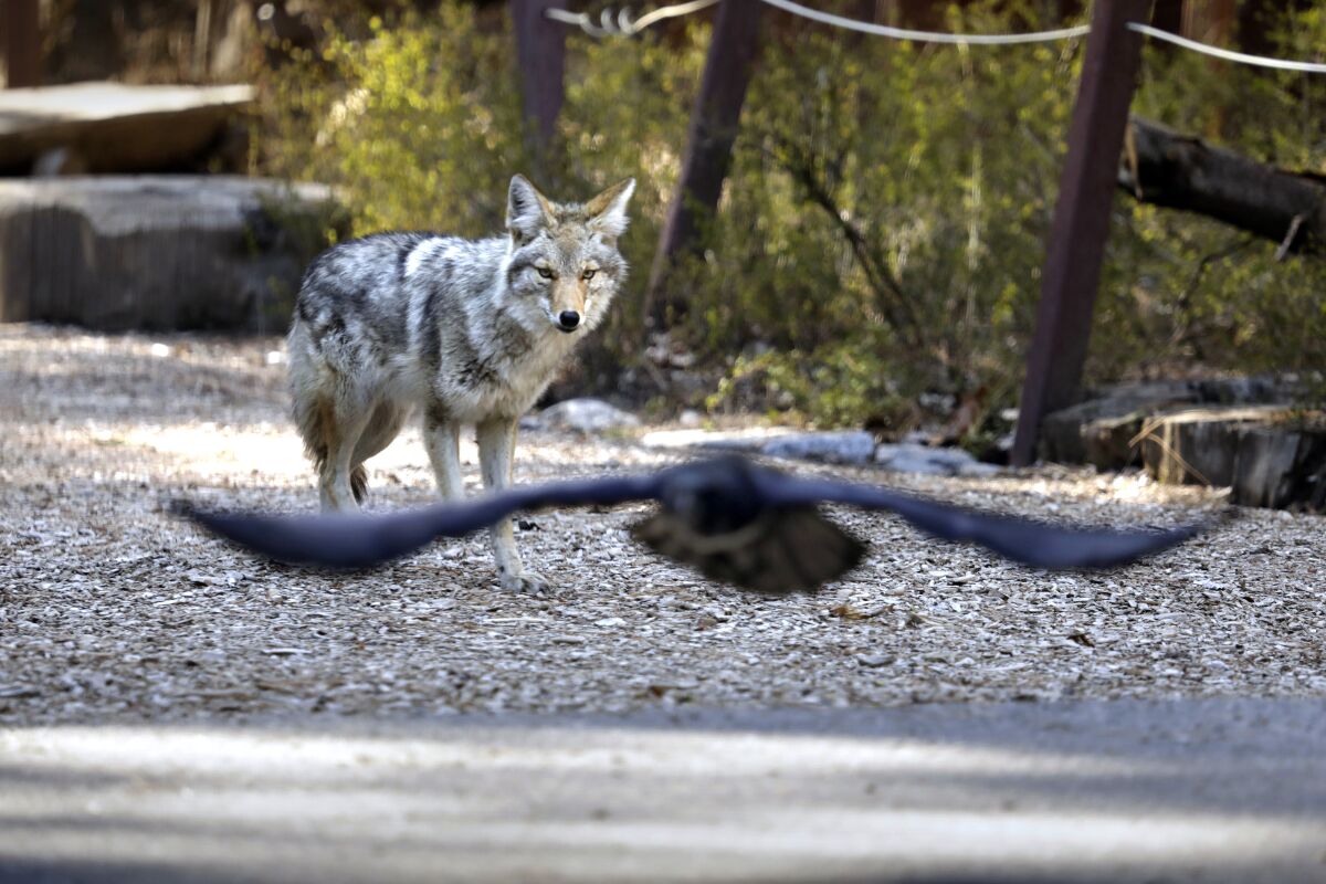 A coyote wanders around Curry Village looking for a meal in Yosemite Valley on Saturday.