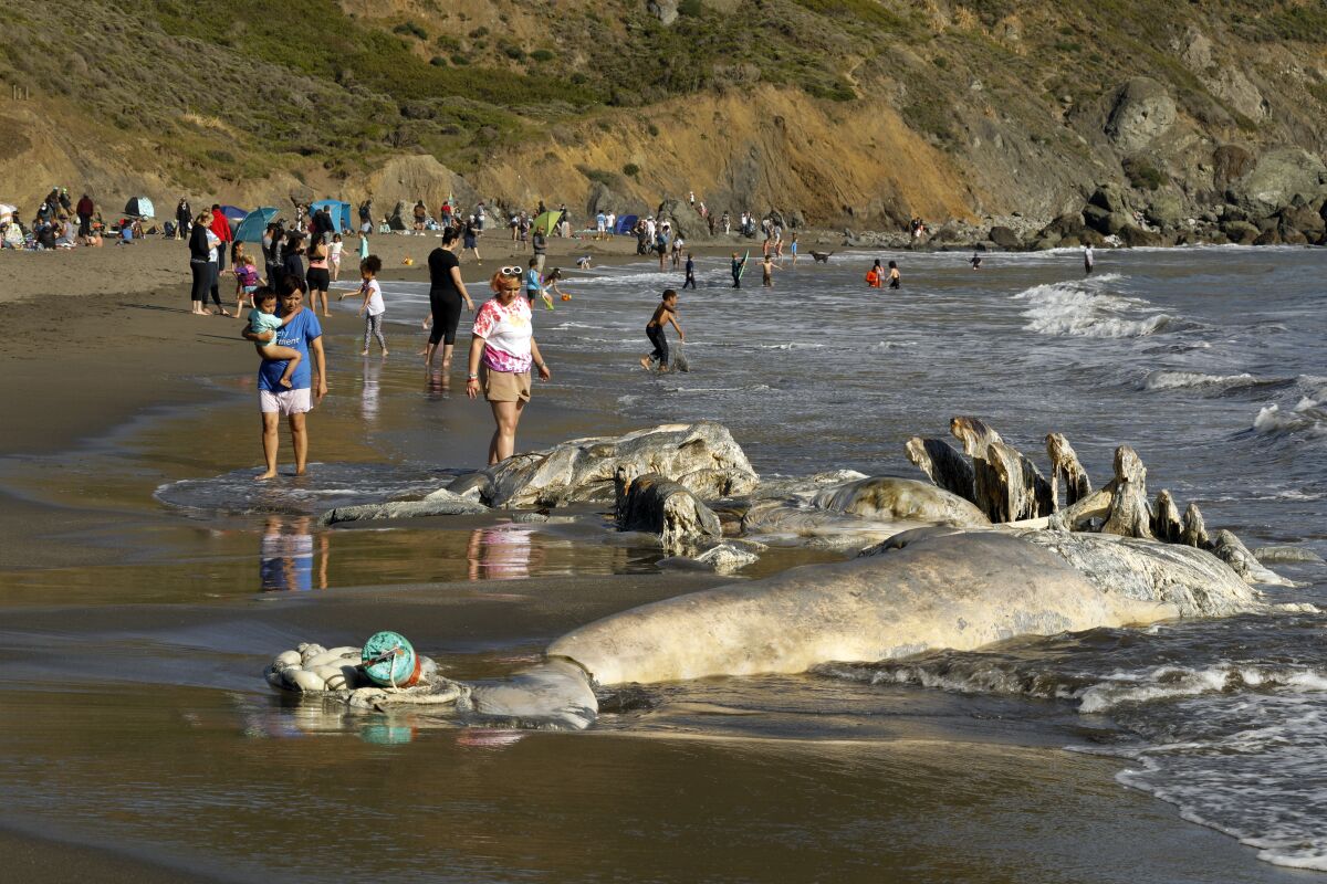 Beachgoers and a whale carcass